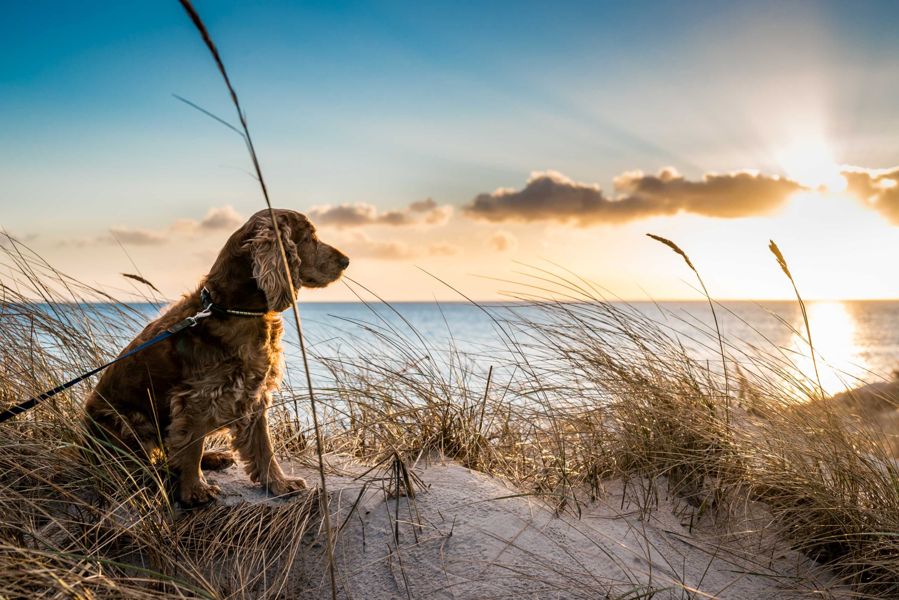 Saunton sands dog friendly shops cottages