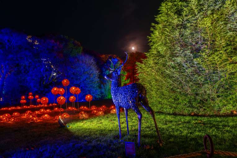RHS Rosemoor Glow raindeer