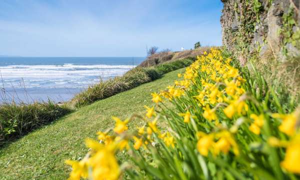 Daffodils looking out over the beach 