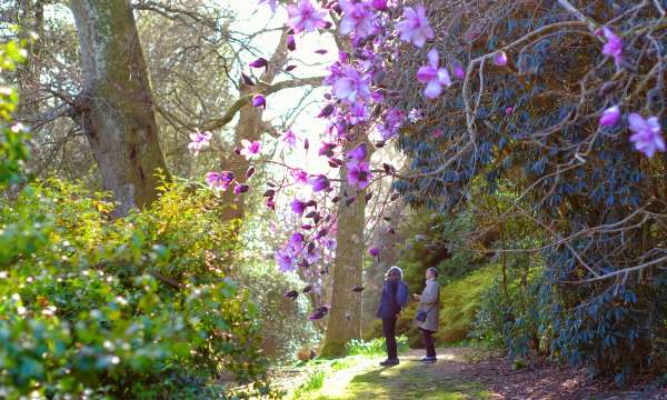 Caerhays Gardens