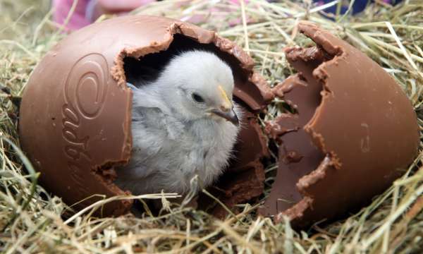 Chick in the middle of a cracked chocolate eater egg 