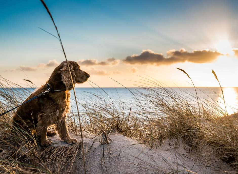Dog on the dunes