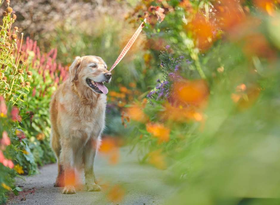 Dog at RHS Rosemoor