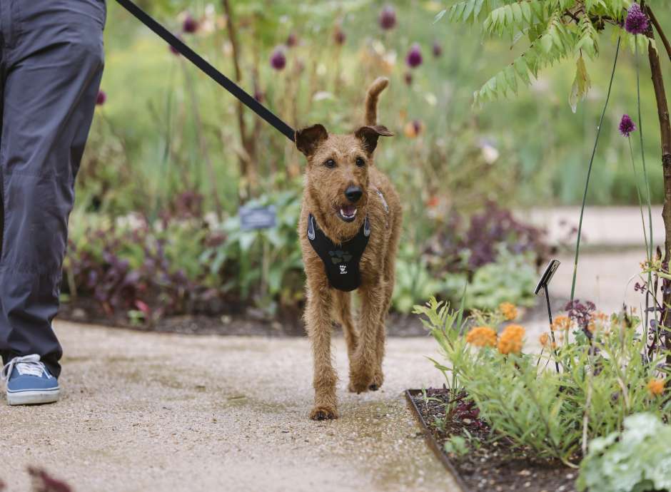 Dog at RHS Rosemoor