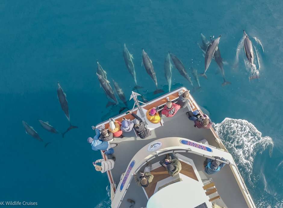Ak Wildlife Cruises on the sea with dolphins under the boat swiming in the sea