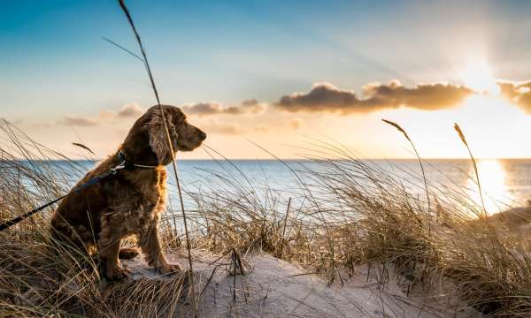 Dog on the dunes