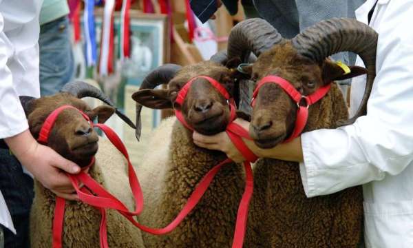 Devon County Show