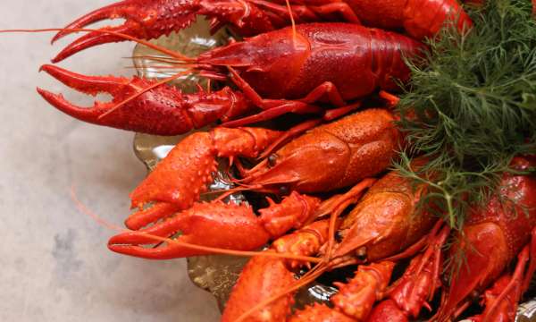 Lobster l Clovelly l Event