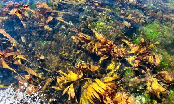 Seaweed